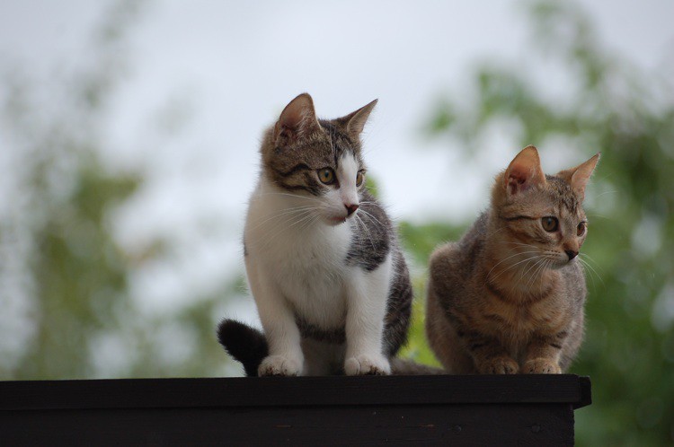 Od lewej: Lesio i Mania - mówią, że to koty.... ale co to te koty i z czym się je je, to już nie mówią :)