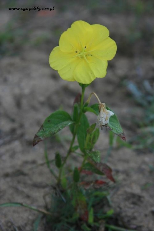 Zbliżenia I