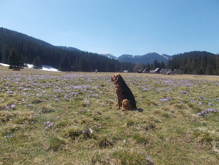 To jedyne miejsce w Tatrach, gdzie można chodzić z psami.