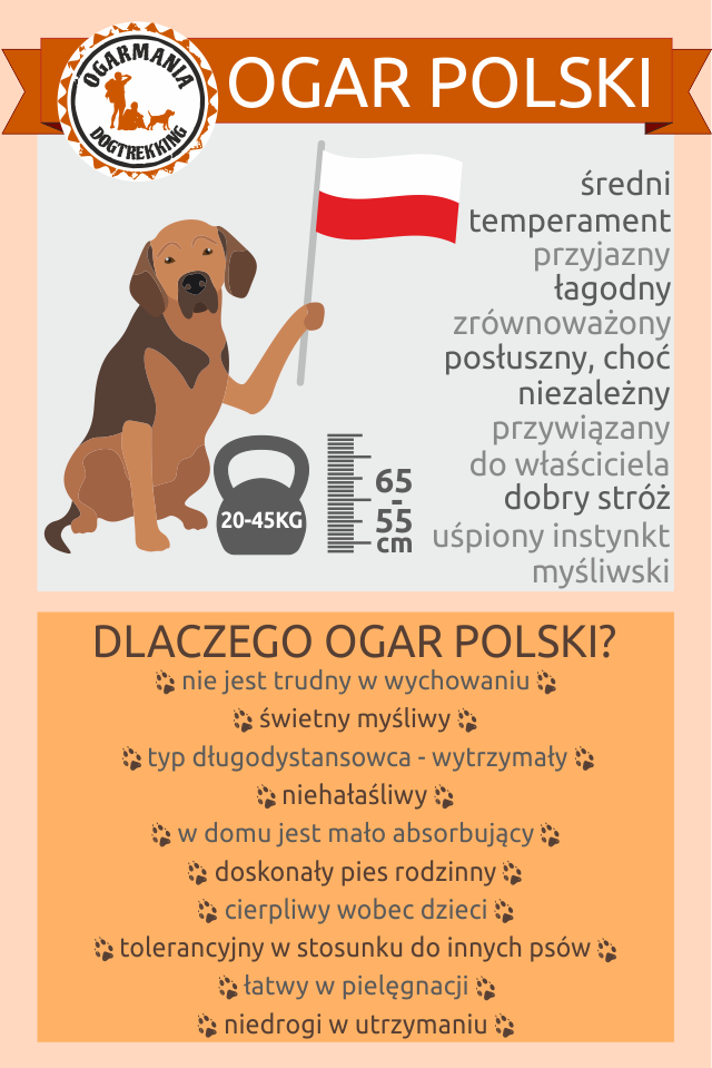 infografika ogar polski.png