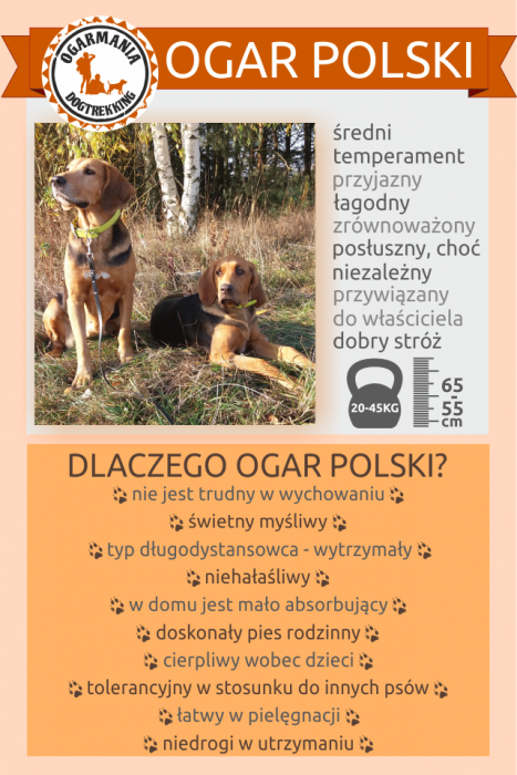 infografika ogar polski 1.png