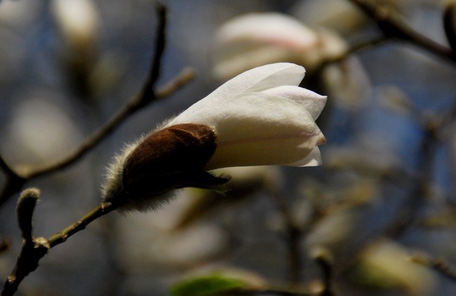 Nawet magnolia wyskakuje z kożuszka :)