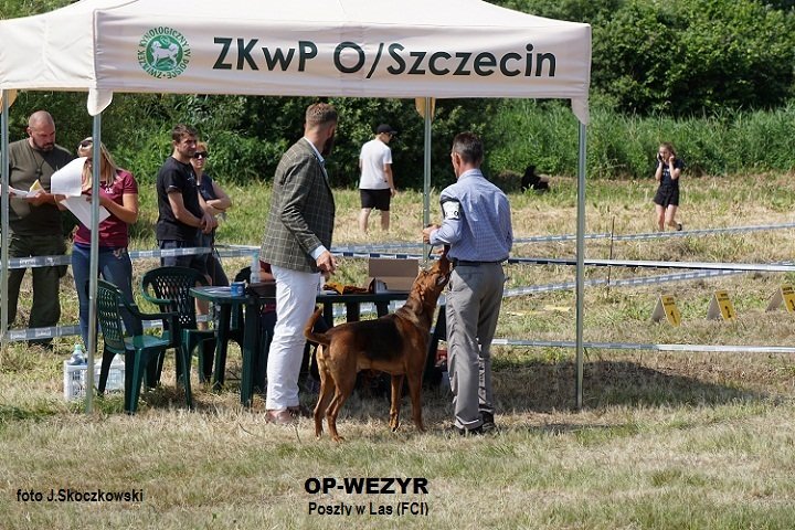 1OP-WEZYR Poszły w Las (FCI) (7).JPG