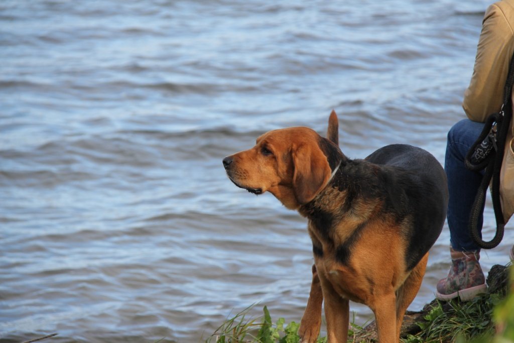 Pies i morze... Tzn. jezioro.