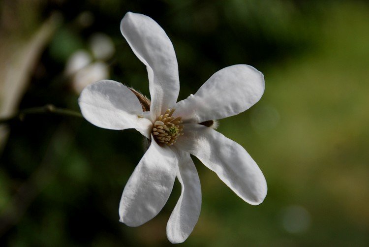 Magnolia też marniutka, też podejrzewam, że susza doskwiera.