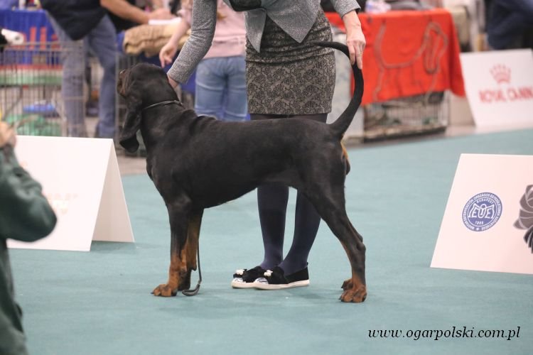 Black and tan coonhound :)